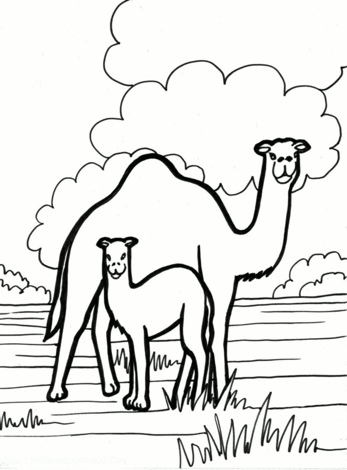 kleurplaat kameel